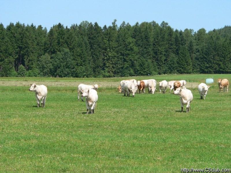 tymto tvorom sa nasa pritomnost silne nepacila a davali to najavo jasnym rucanim